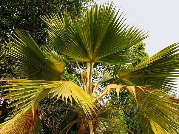 Fiji Fan Palm